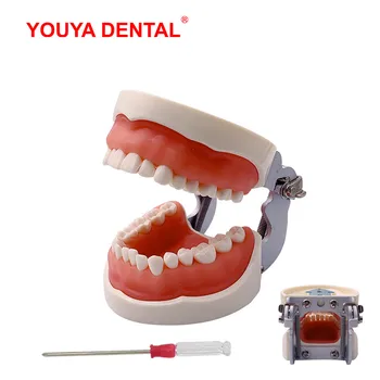 Standardni model zuba za praksu zubnog aparata, koja proučava model čeljusti s odvojivim zubima, obrazovni model desni Typodont